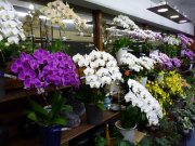 「花長」　（神奈川県平塚市）の花屋店舗写真3